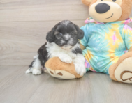 5 week old Shih Poo Puppy For Sale - Seaside Pups