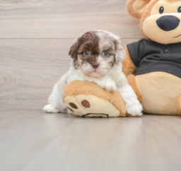5 week old Shih Poo Puppy For Sale - Seaside Pups