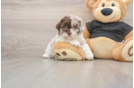 Shih Poo Pup Being Cute