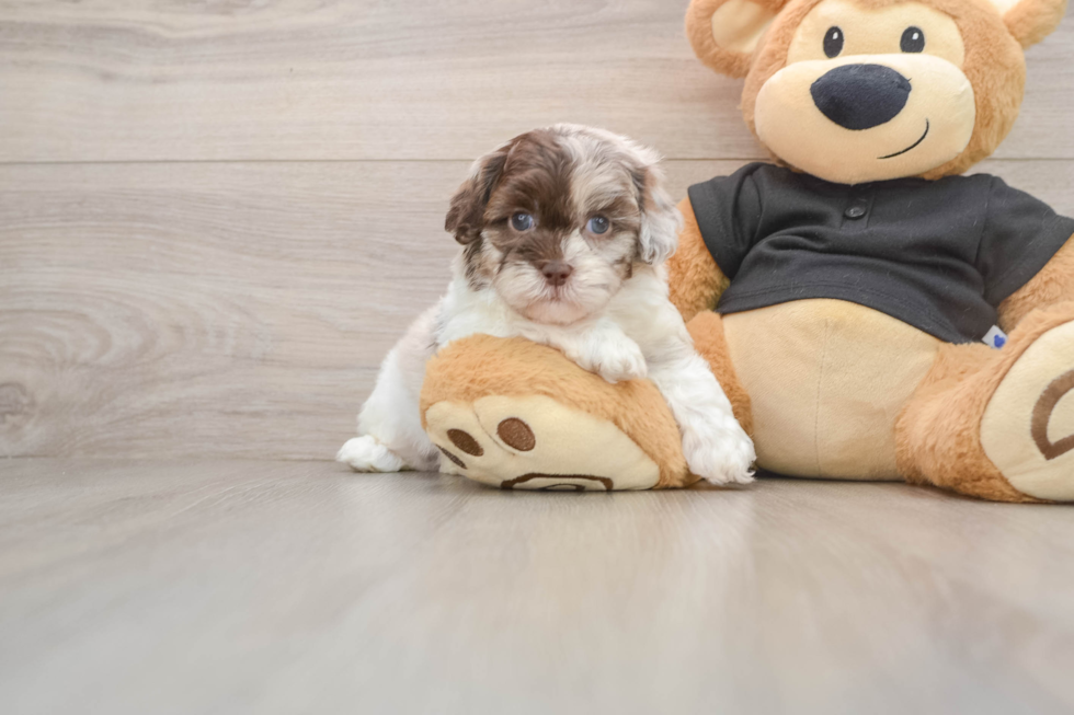 Shih Poo Pup Being Cute