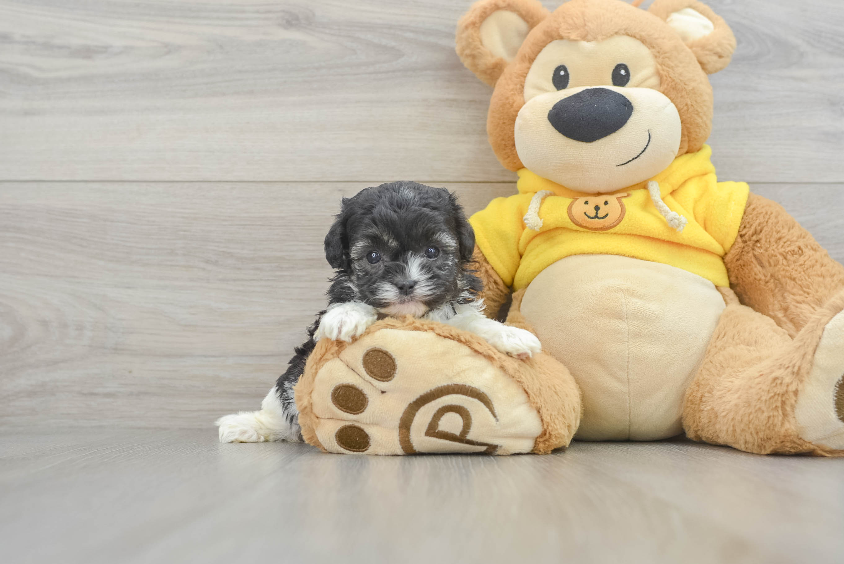 Fluffy Shih Poo Poodle Mix Pup