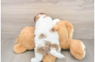 Friendly Shih Poo Baby