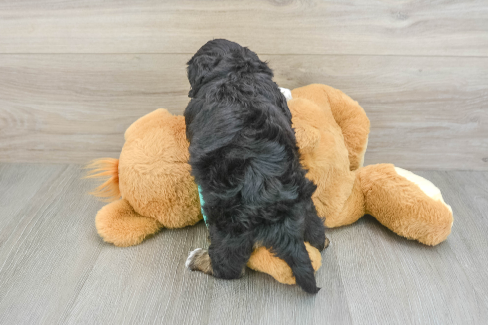 Shih Poo Puppy for Adoption