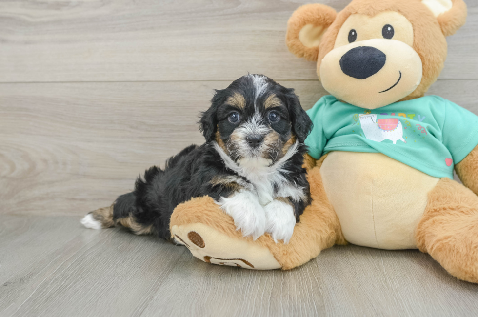 5 week old Shih Poo Puppy For Sale - Seaside Pups