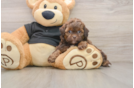 Small Shih Poo Baby