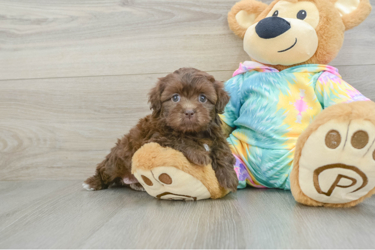 Hypoallergenic Shihpoo Poodle Mix Puppy