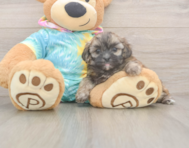 5 week old Shih Poo Puppy For Sale - Seaside Pups
