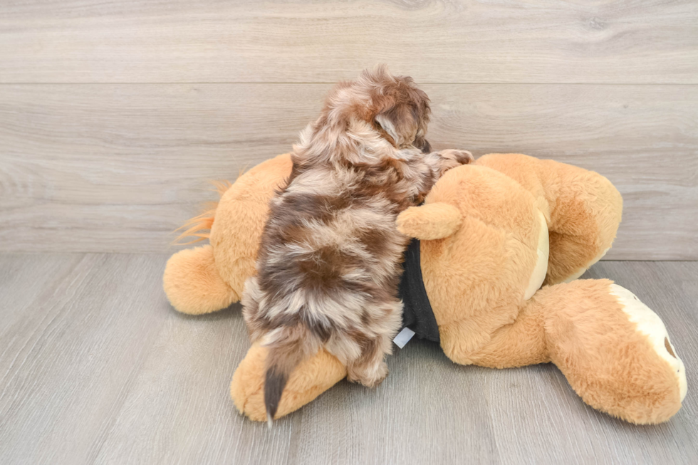 Friendly Shih Poo Baby