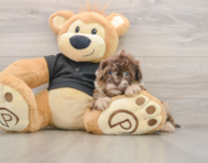 6 week old Shih Poo Puppy For Sale - Seaside Pups