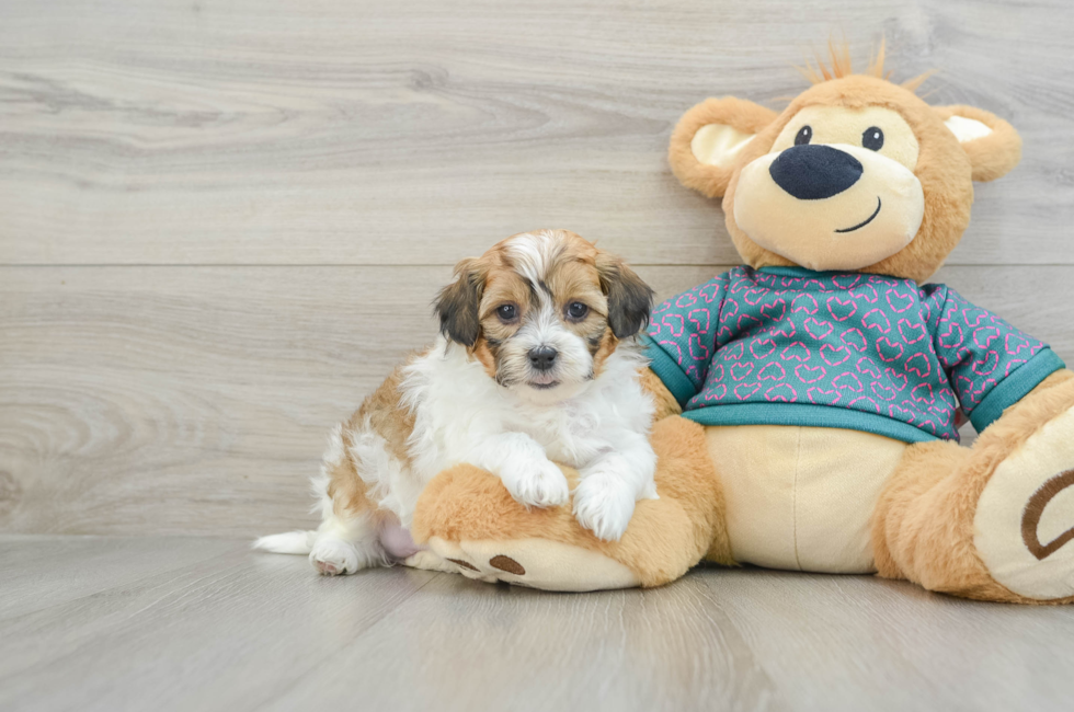 6 week old Shih Poo Puppy For Sale - Seaside Pups