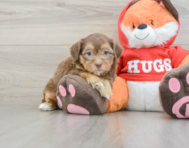 8 week old Shih Poo Puppy For Sale - Seaside Pups