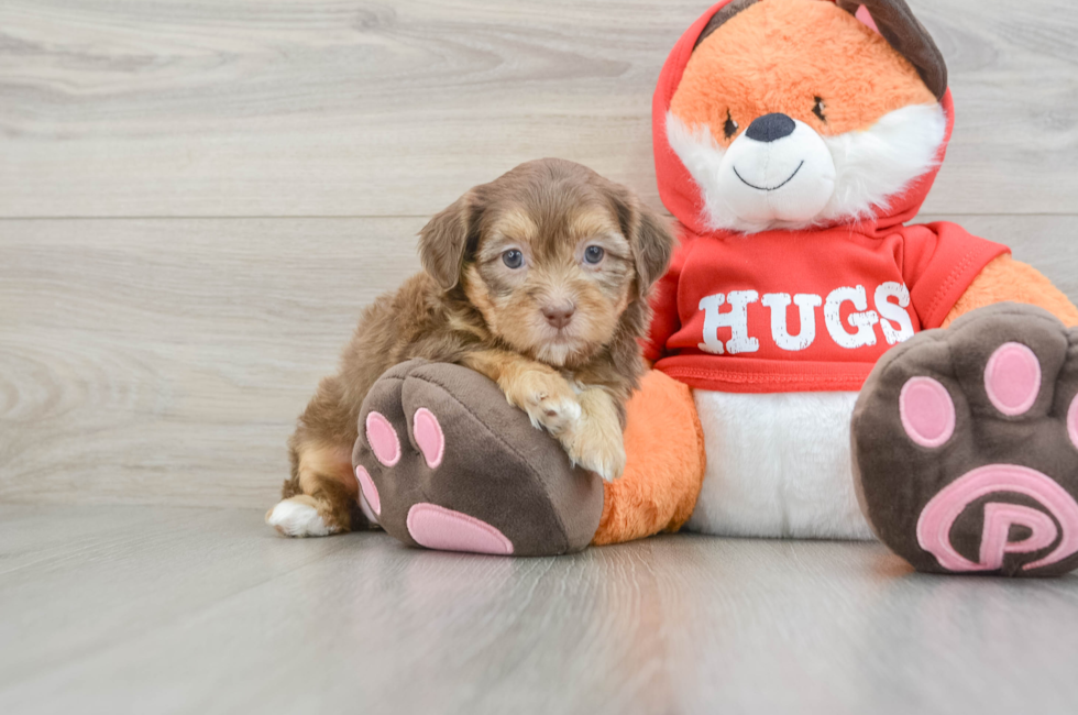 5 week old Shih Poo Puppy For Sale - Seaside Pups