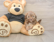 6 week old Shih Poo Puppy For Sale - Seaside Pups