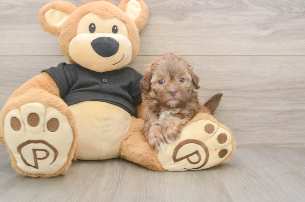 5 week old Shih Poo Puppy For Sale - Seaside Pups