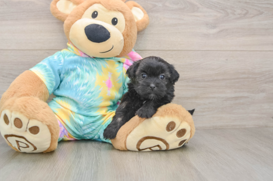Shih Poo Pup Being Cute