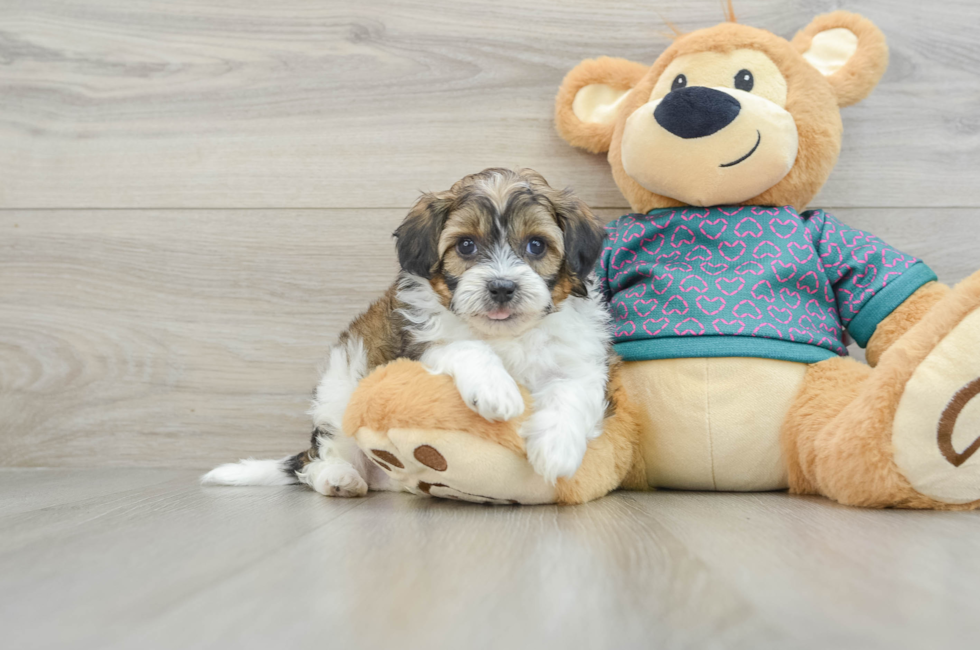 6 week old Shih Poo Puppy For Sale - Seaside Pups