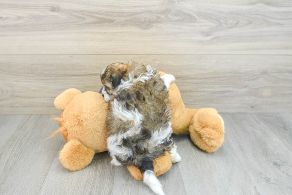 Shih Poo Pup Being Cute