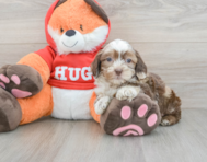 8 week old Shih Poo Puppy For Sale - Seaside Pups