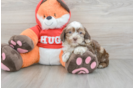 Best Shih Poo Baby
