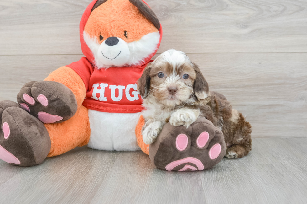 5 week old Shih Poo Puppy For Sale - Seaside Pups