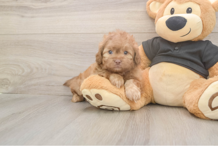 Shih Poo Pup Being Cute