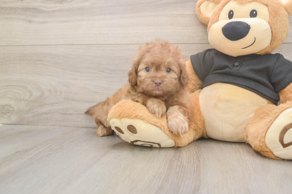 5 week old Shih Poo Puppy For Sale - Seaside Pups