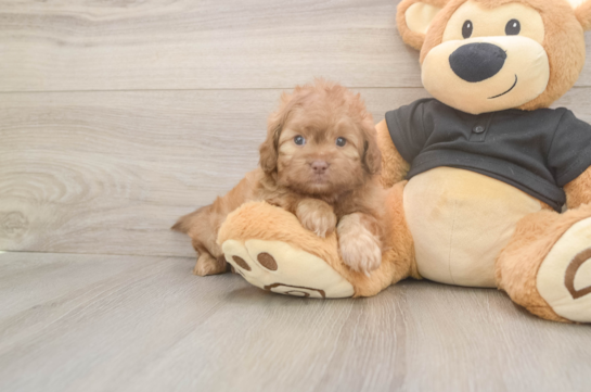 5 week old Shih Poo Puppy For Sale - Seaside Pups Shih Poo Pup Being Cute