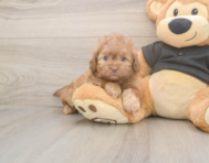 5 week old Shih Poo Puppy For Sale - Seaside Pups 5 week old Shih Poo Puppy For Sale - Seaside Pups