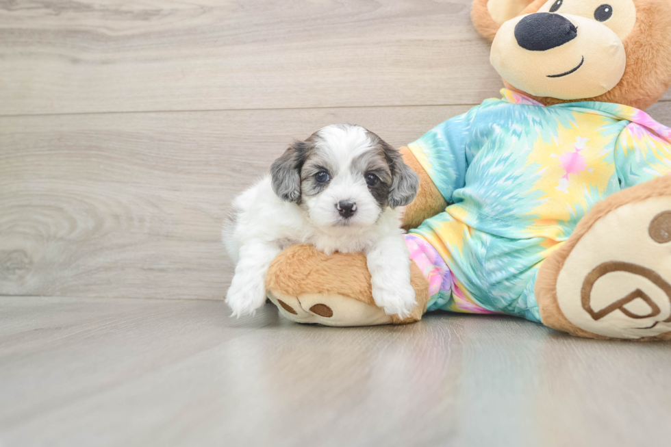 Smart Shih Poo Poodle Mix Pup