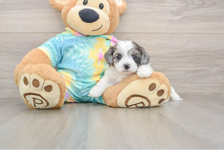 Energetic Shihpoo Poodle Mix Puppy