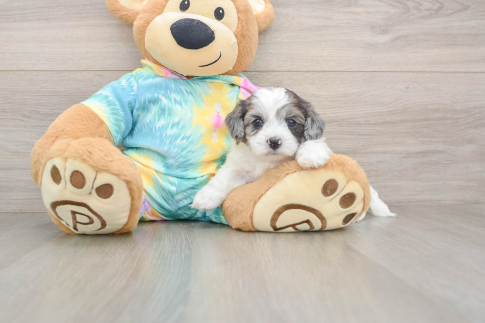 Energetic Shihpoo Poodle Mix Puppy