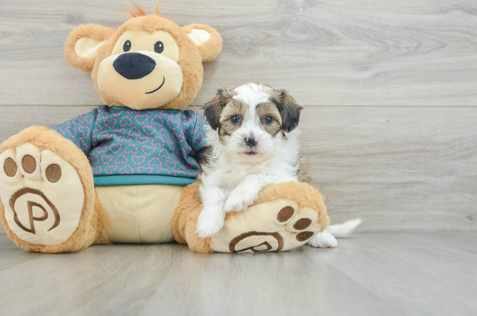 6 week old Shih Poo Puppy For Sale - Seaside Pups