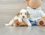 7 week old Shih Poo Puppy For Sale - Seaside Pups