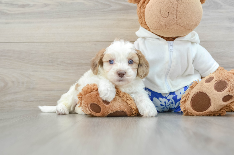 6 week old Shih Poo Puppy For Sale - Seaside Pups