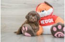 Fluffy Shih Poo Poodle Mix Pup