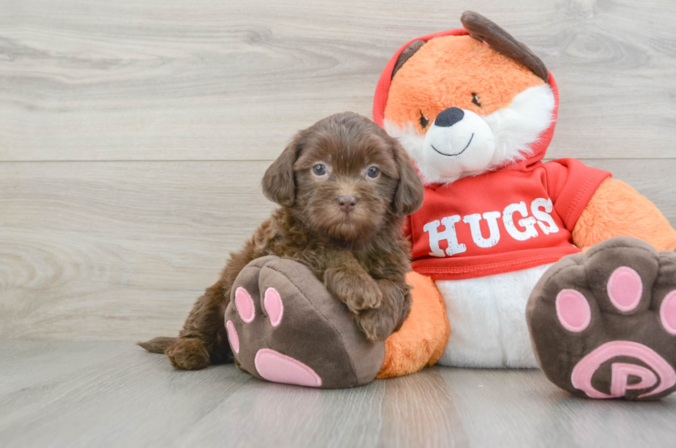 5 week old Shih Poo Puppy For Sale - Seaside Pups
