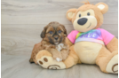 Cute Shih Poo Baby