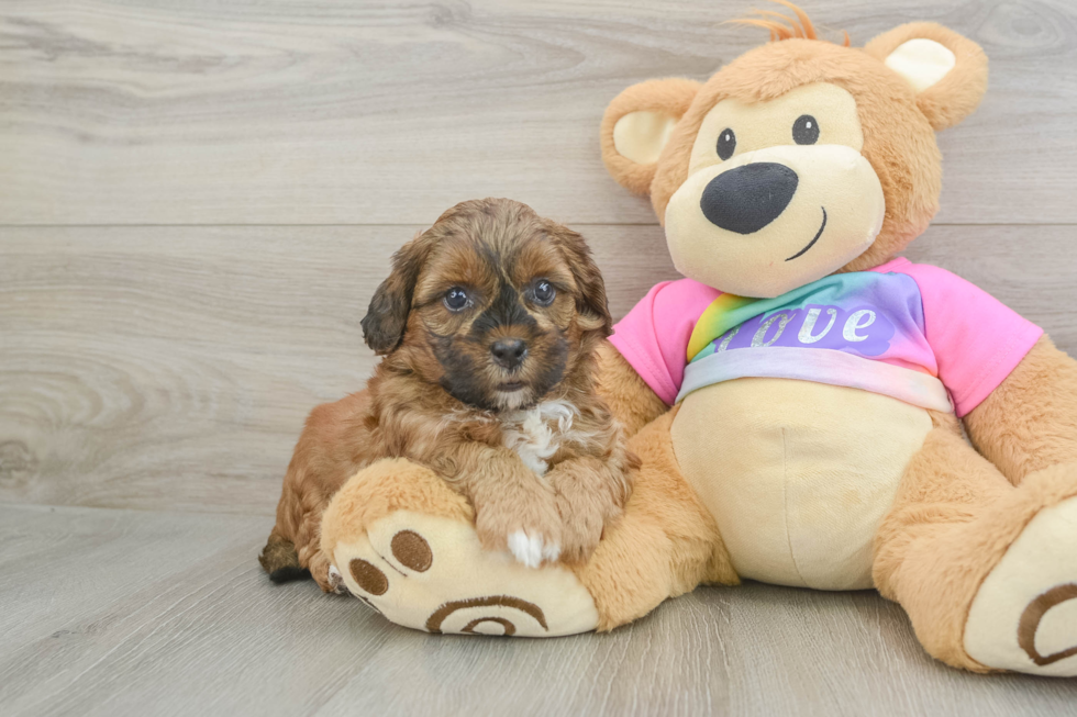 Cute Shih Poo Baby