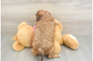 Petite Shih Poo Poodle Mix Pup