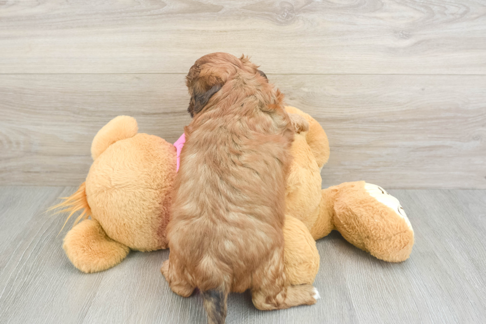 Petite Shih Poo Poodle Mix Pup