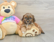 8 week old Shih Poo Puppy For Sale - Seaside Pups