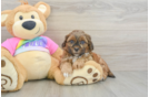 Shih Poo Puppy for Adoption