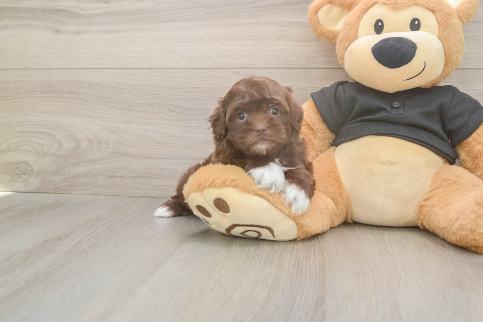 Funny Shih Poo Poodle Mix Pup
