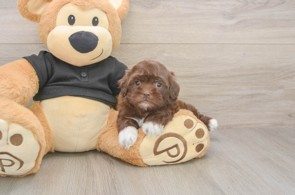 5 week old Shih Poo Puppy For Sale - Seaside Pups