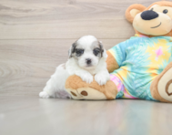 6 week old Shih Poo Puppy For Sale - Seaside Pups