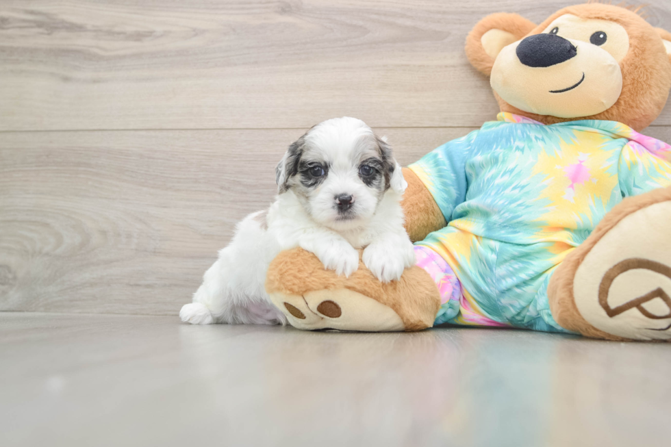 Shih Poo Puppy for Adoption