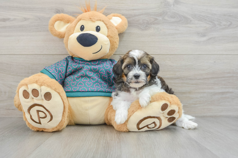 6 week old Shih Poo Puppy For Sale - Seaside Pups