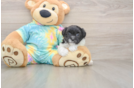 Small Shih Poo Baby
