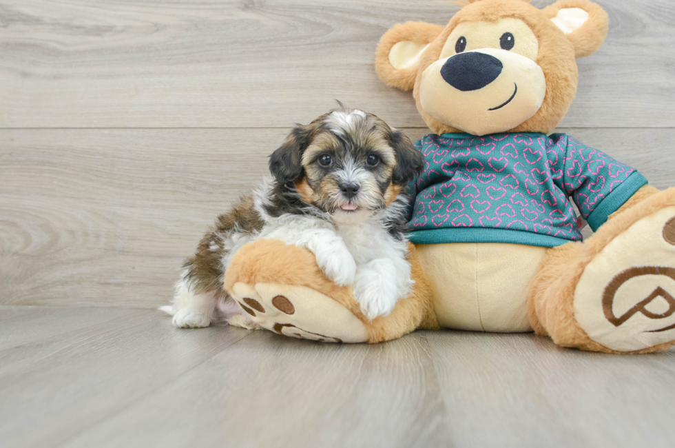 6 week old Shih Poo Puppy For Sale - Seaside Pups