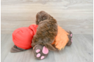 Little Shihpoo Poodle Mix Puppy
